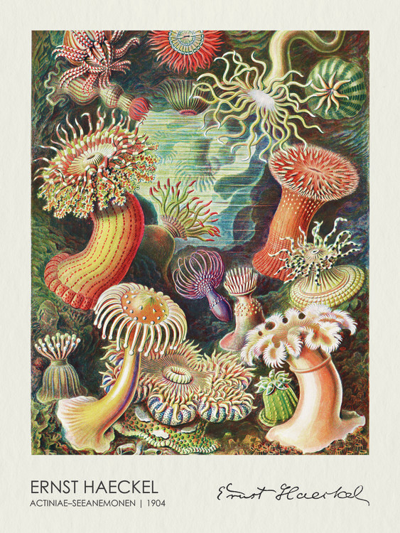 Plakat Actiniae–Seeanemonen (1904)