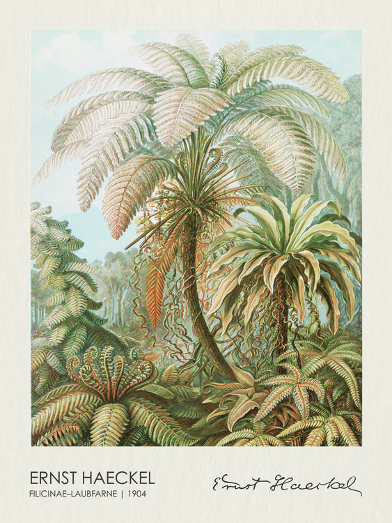 Poster Filicinae–Laubfarne (1904)