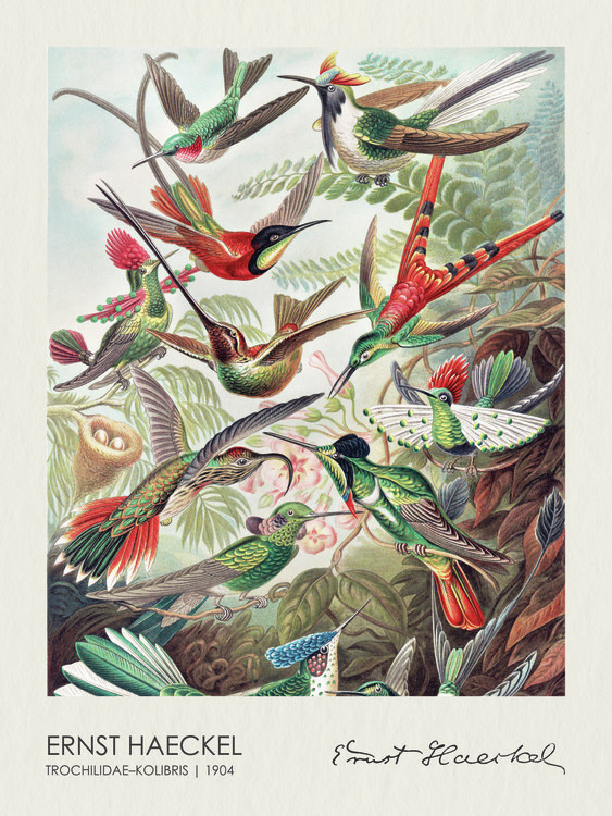 Plakat Trochilidae–Kolibris (1904)