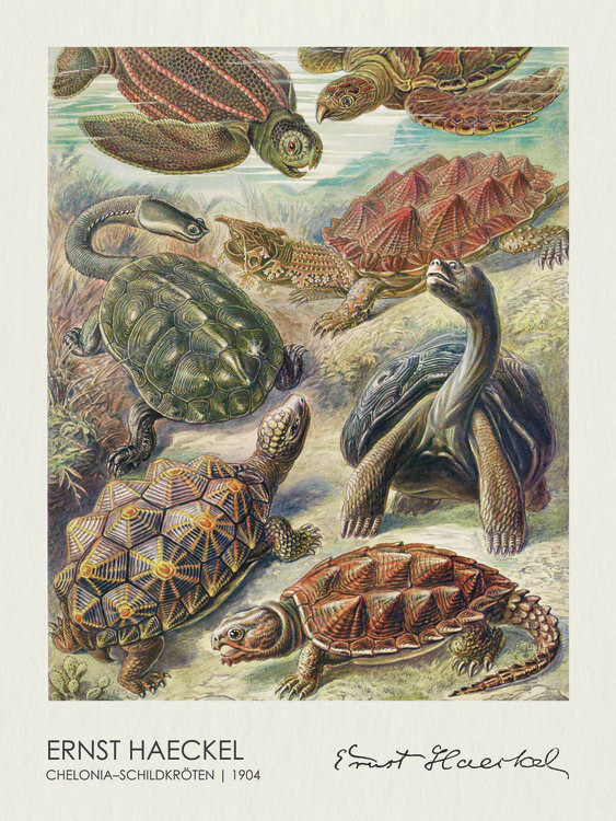 Poster Chelonia–Schildkröten (1904)