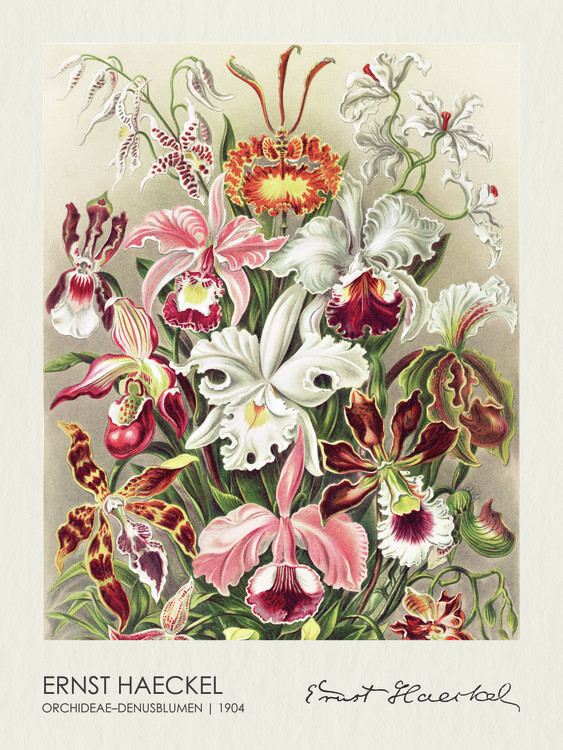 Poster Orchideae–Denusblumen (1904)