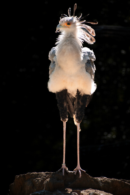 Poster Secretary Bird