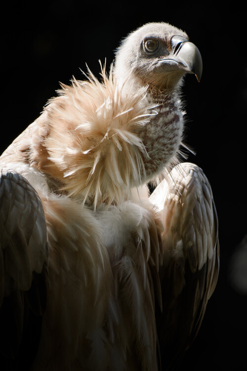 Poster Griffon Vulture