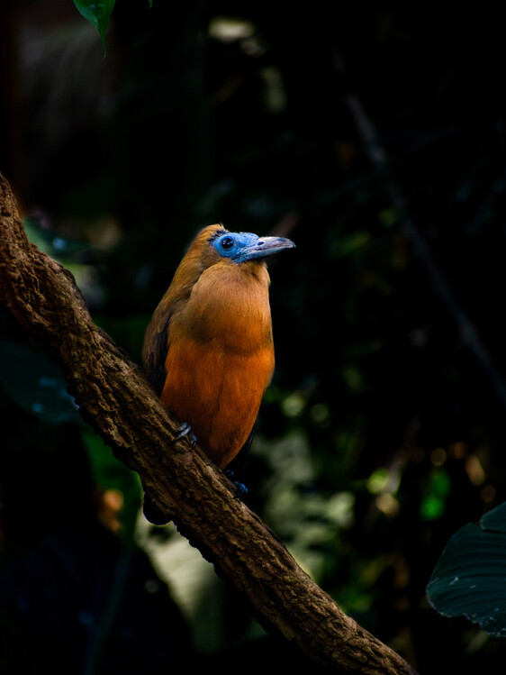 Poster Little Birdie