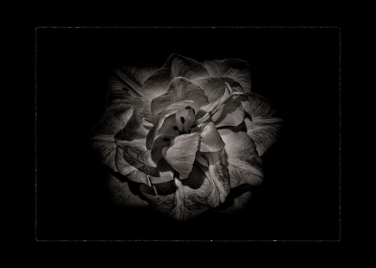 Плакат Backyard Flowers In Black And White No 81 with Border