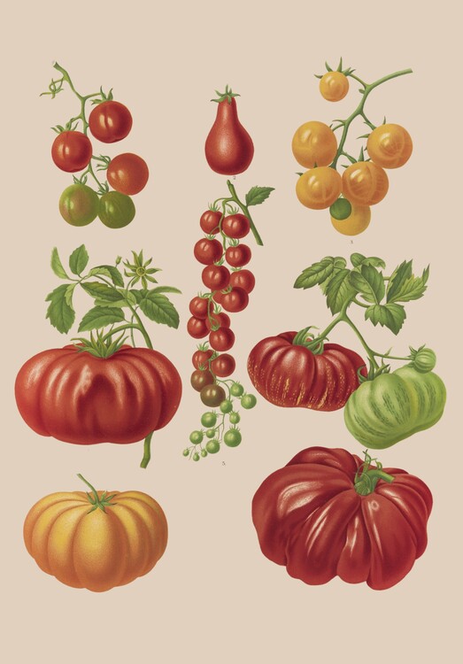 Poster variety of tomatoes