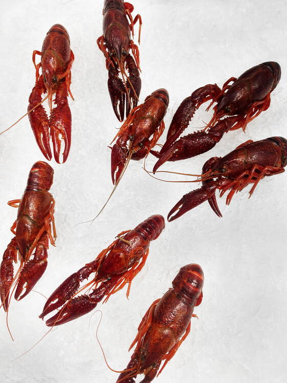 Poster seafood on ice