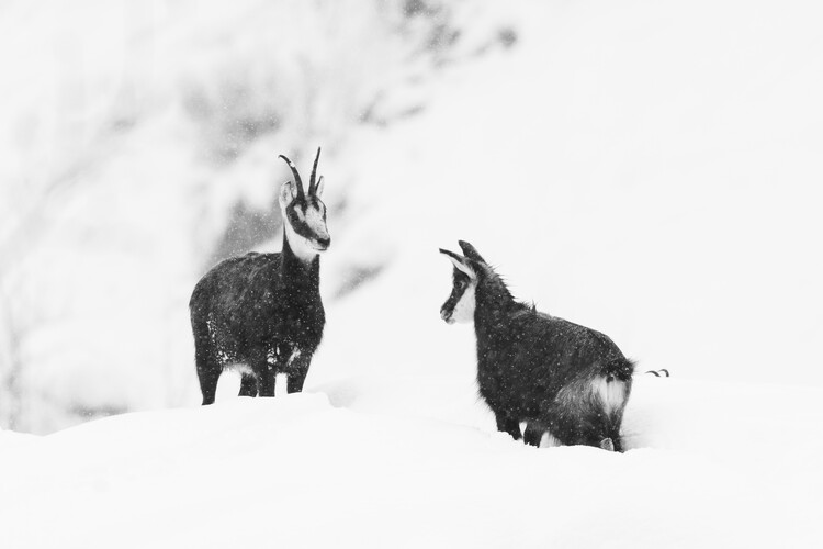 Плакат Black goat in Alps