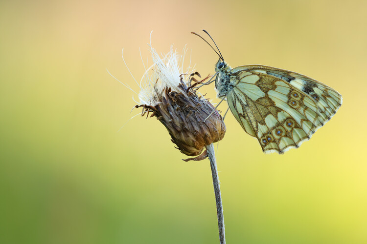 Plakat Marbled white