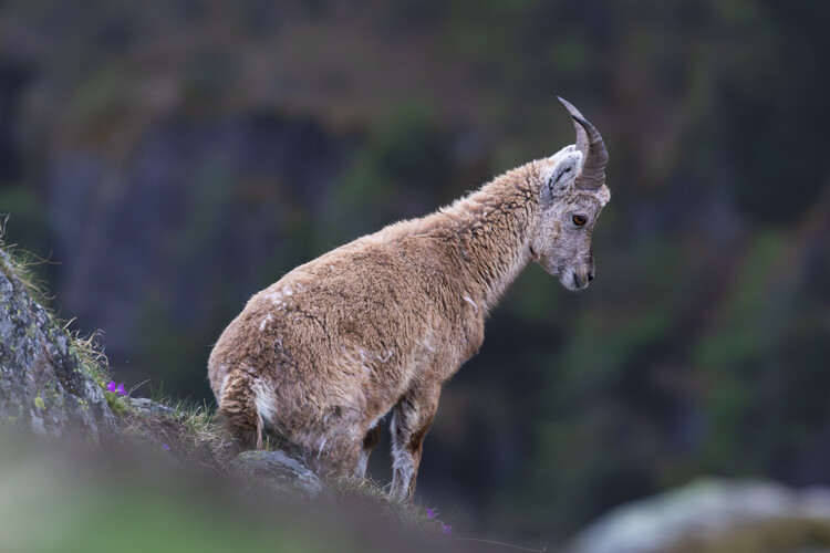 Плакат Young Ibex
