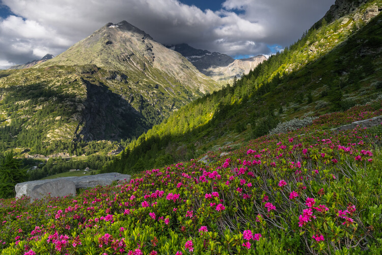 Plagát Summer in Swiss Alps