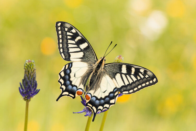 Plakat Papilio machaon