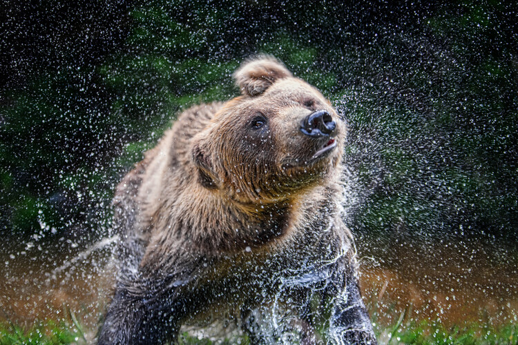 Poster Bear in water with splash