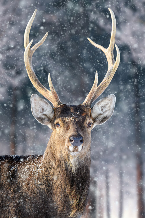 Poster Deer portrait