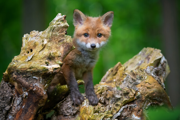 Plakat Baby red fox