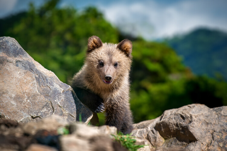 Poster Baby bear