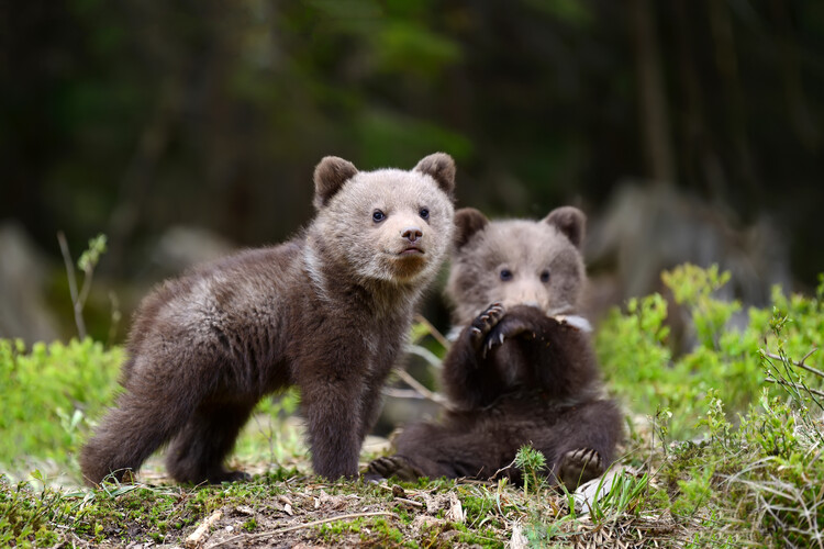 Poster Two baby bear