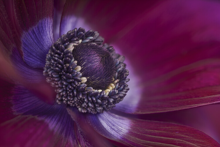 Плакат Anemone bordeaux