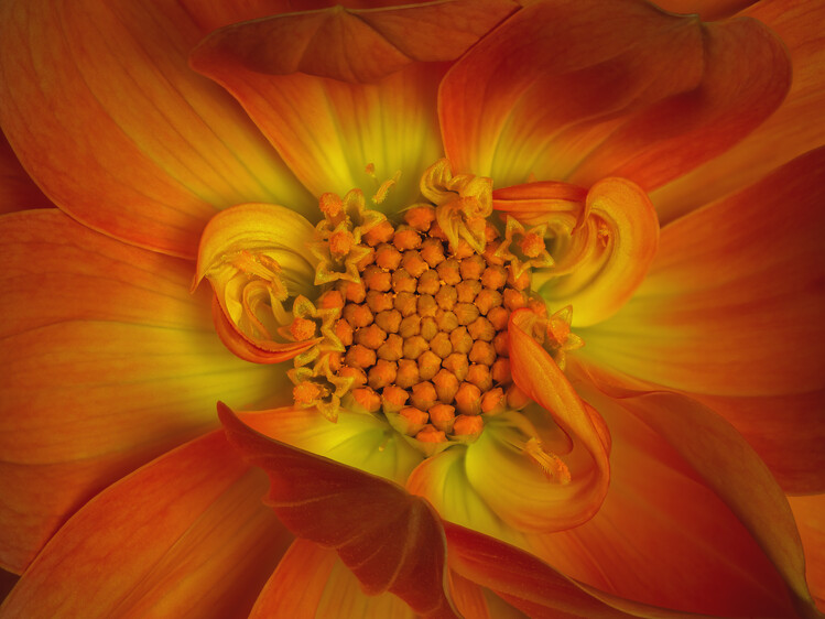 Плакат Orange Dahlia curls