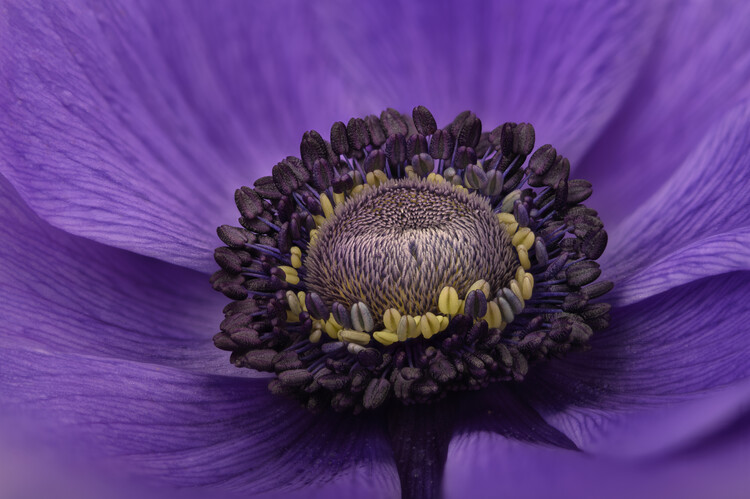 Плакат Pastel blue Anemone flower