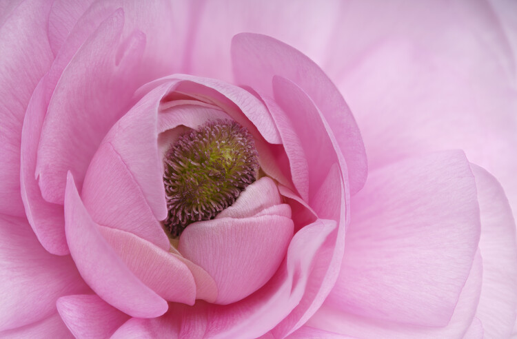 Плакат Pink Ranunculus flower