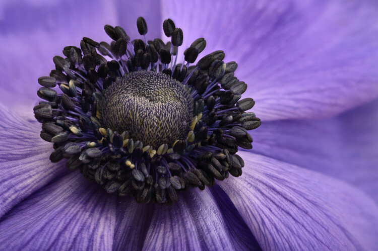 Плакат Pale blue Anemone flower