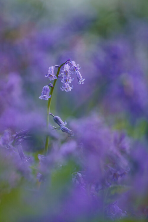 Плакат Bluebell flowers