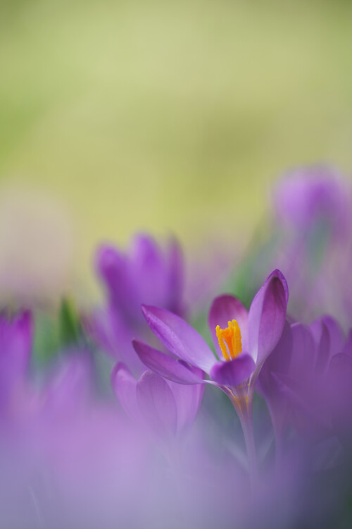Плакат Purple Crocuses