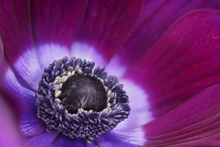 Плакат Anemone Nero flower