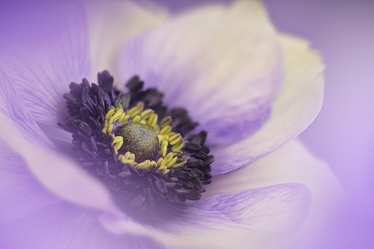 Плакат Pastel purple Anemone flower