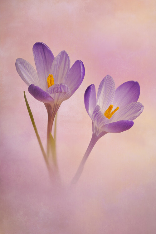 Плакат Lilac Crocs flowers
