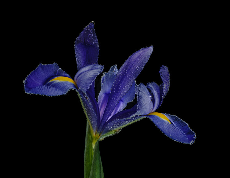 Плакат Underwater blue Iris with airbubbles against black