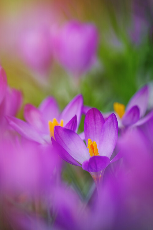 Плакат Lilac Crocus flowers in garden