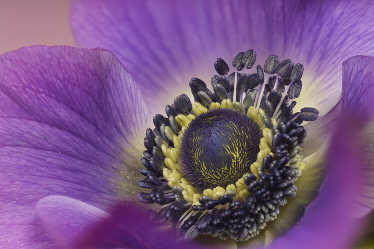 Плакат Purple Anemone flower close up