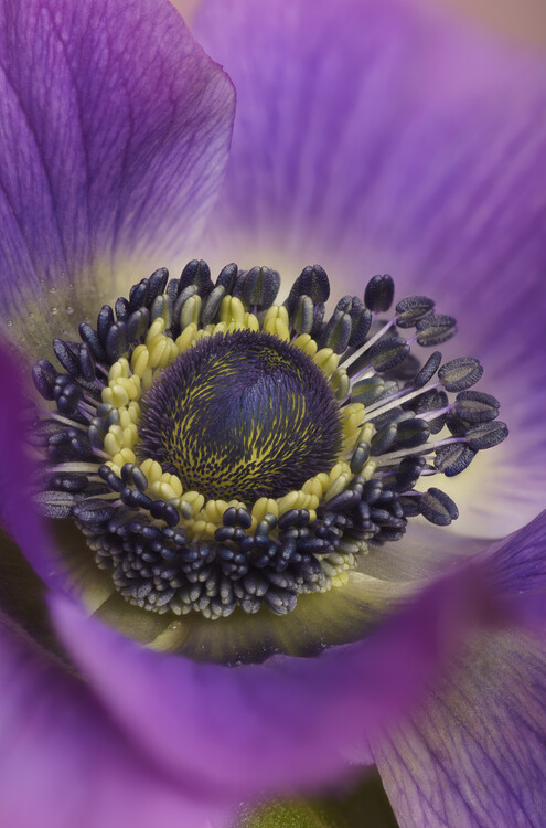 Плакат Purple Anemone flower close up