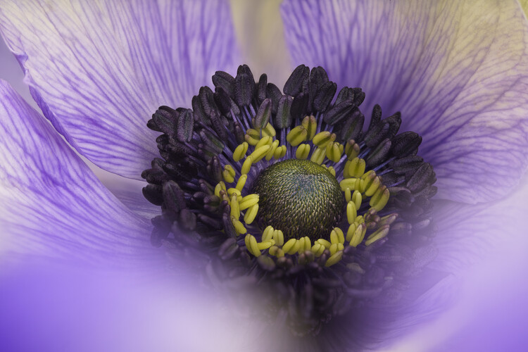 Плакат Pastel purple Anemone flower close up