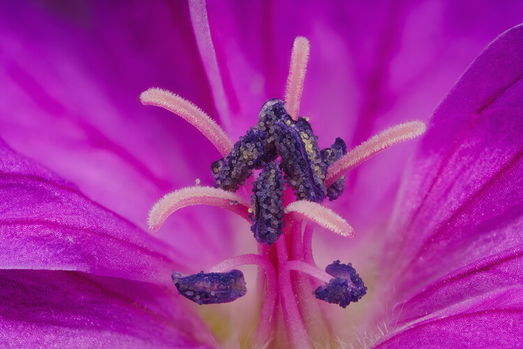 Плакат Close up of pink Geranium stamens and pollen