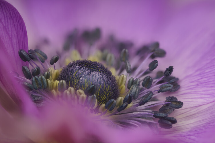 Плакат Purple Anemone flower close up