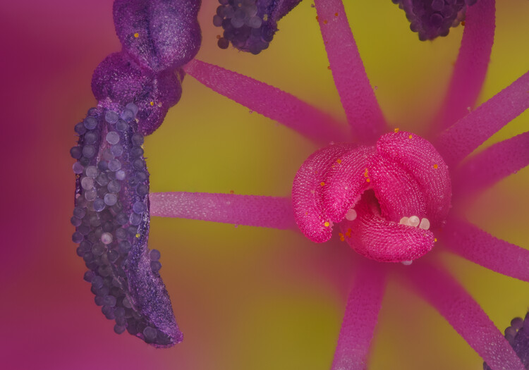 Плакат Macro photo of pink Geranium pollen and Stamens