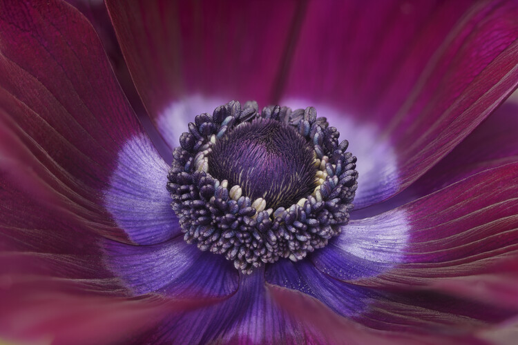 Плакат Anemone bordeaux flower close up