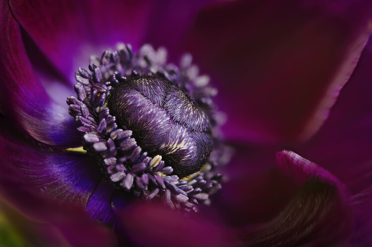 Плакат Anemone bordeaux flower close up