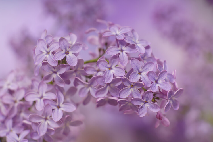 Плакат Lilac flowers close up