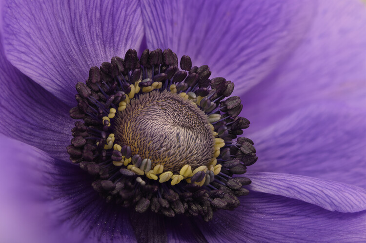 Плакат Close up of blue Anemone flower