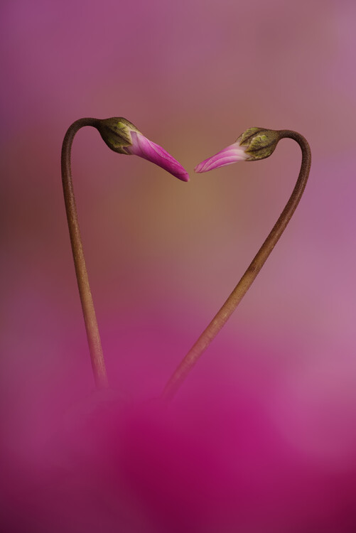 Juliste Two pink Cyclamen flower buds in heart shape