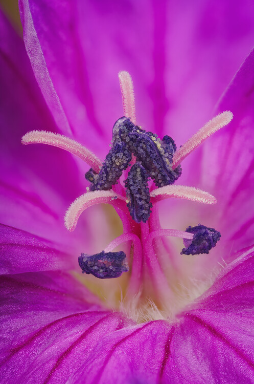 Juliste Macro photo of pollen and stamen  in pink Geranium flower