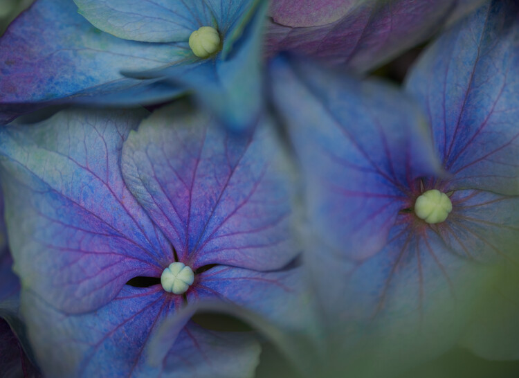 Juliste Macro photo of blue Hydrangea flowers