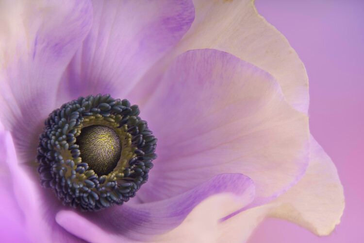 Juliste Pink pastel Anemone flower close up