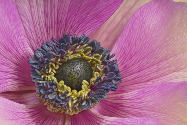 Poster Pink pastel Anemone flower close up