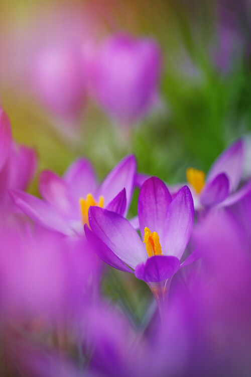 Poster Lilac Crocus flowers in garden