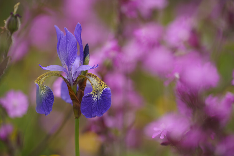 Juliste Iris sibirica in garden
